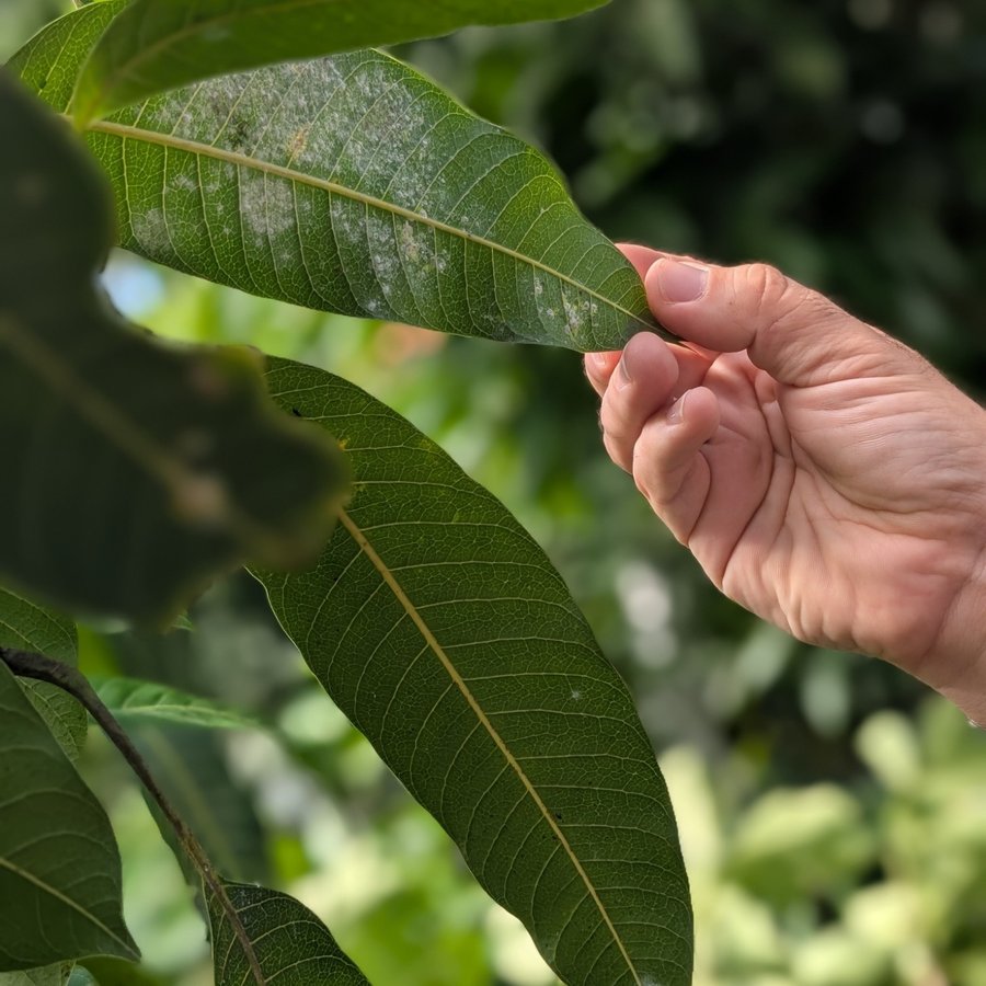 A hand turning a mango leaf over to check the underside for pests