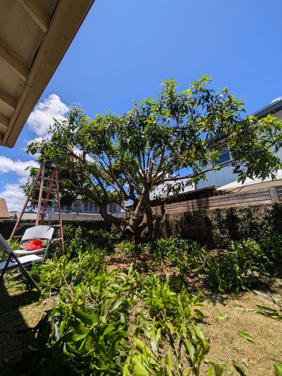 work/mango-thinning/brush-cleared.jpg