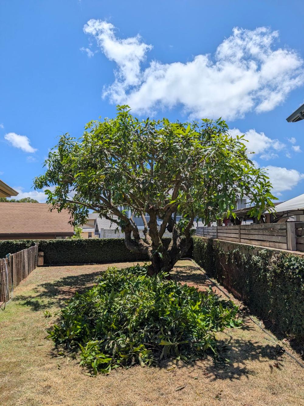 The same mango with an open canopy after pruning
