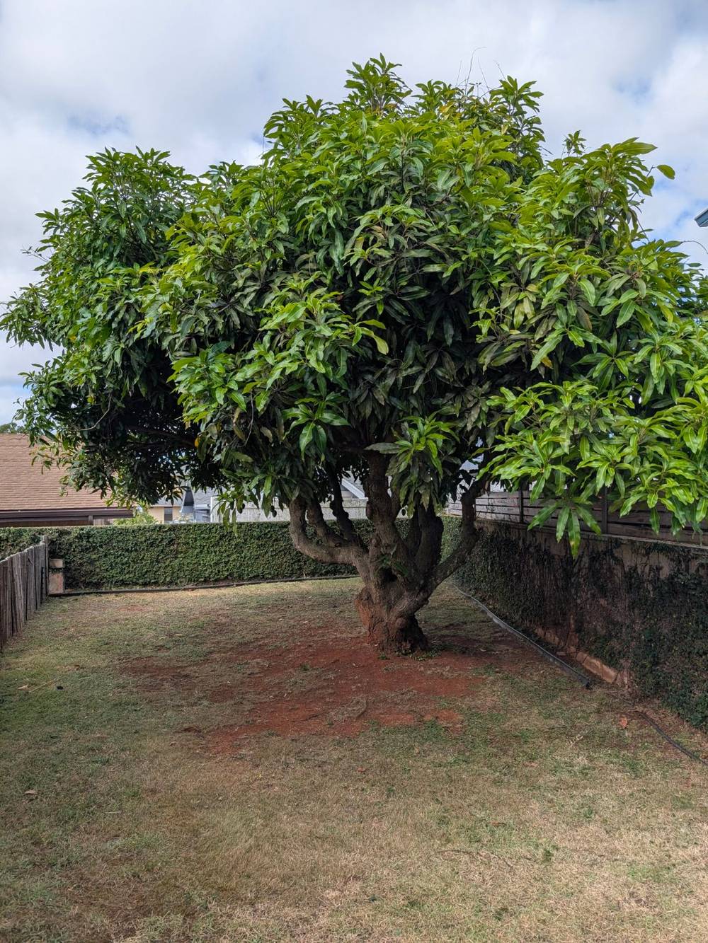 A mango with a dense, closed canopy before pruning