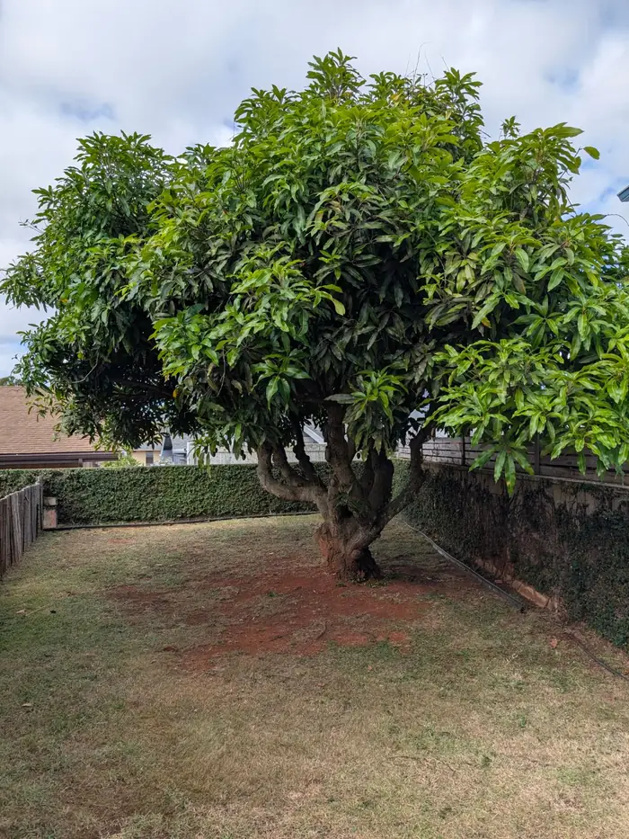 A mango with a dense, closed canopy before pruning