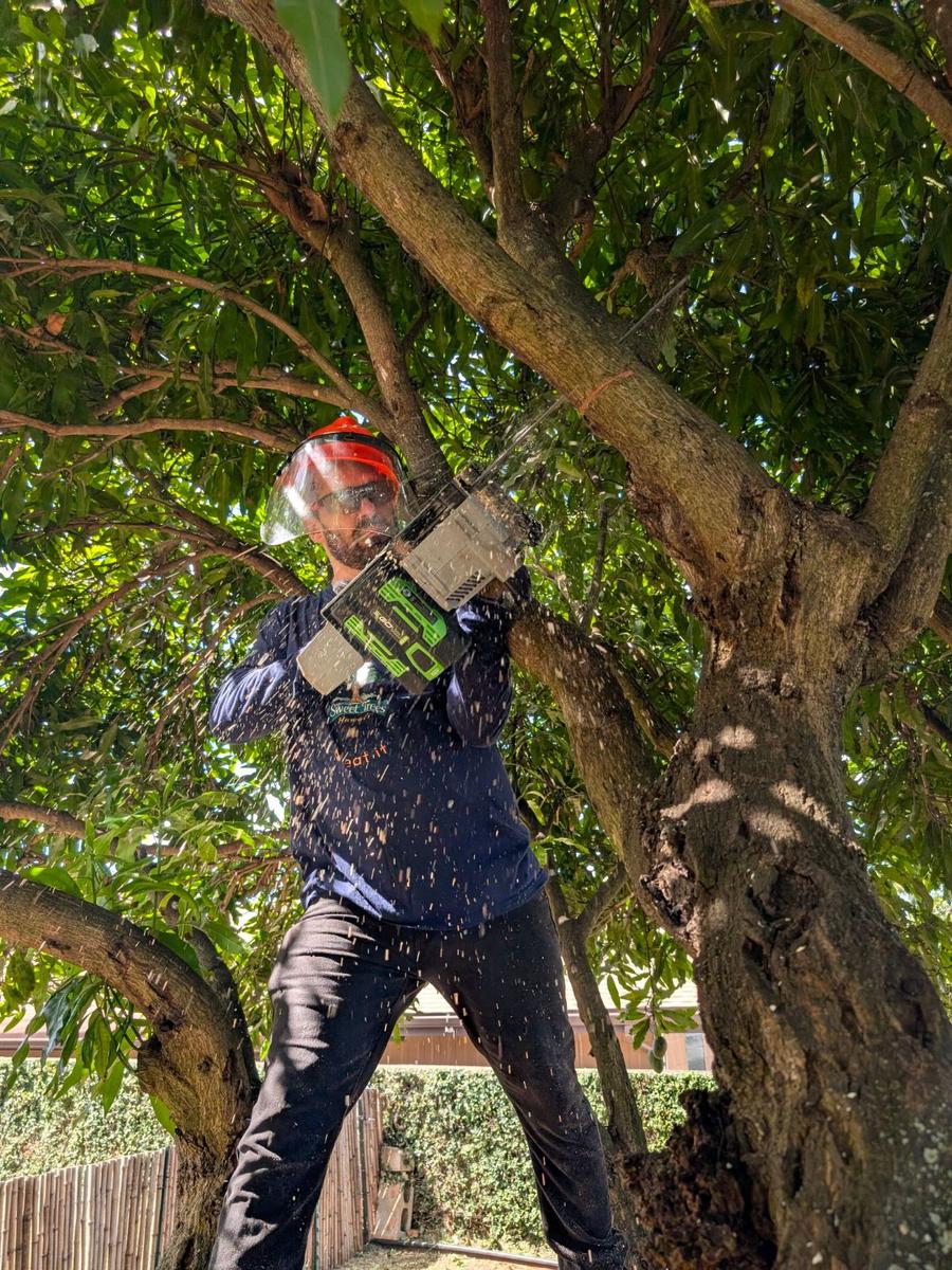 work/mango-thinning/chainsaw-cut.jpg