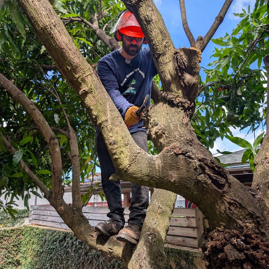 work/mango-thinning/in-tree-pruning.jpg