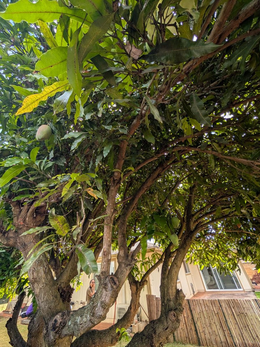 work/mango-thinning/interior-before.jpg