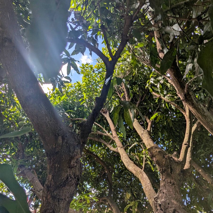 Sky visible through a thinned mango canopy