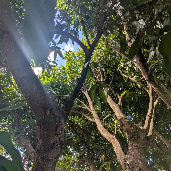 Sky visible through a thinned mango canopy