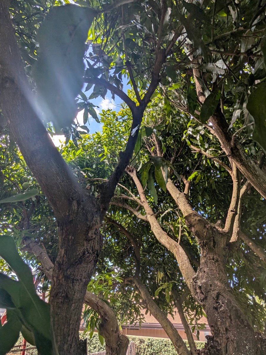 work/mango-thinning/light-through.jpg