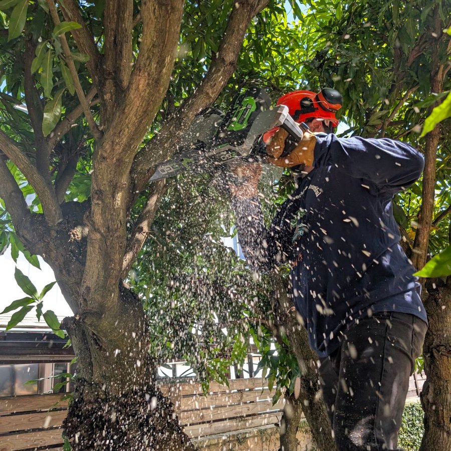 Making a thinning cut in a mango canopy