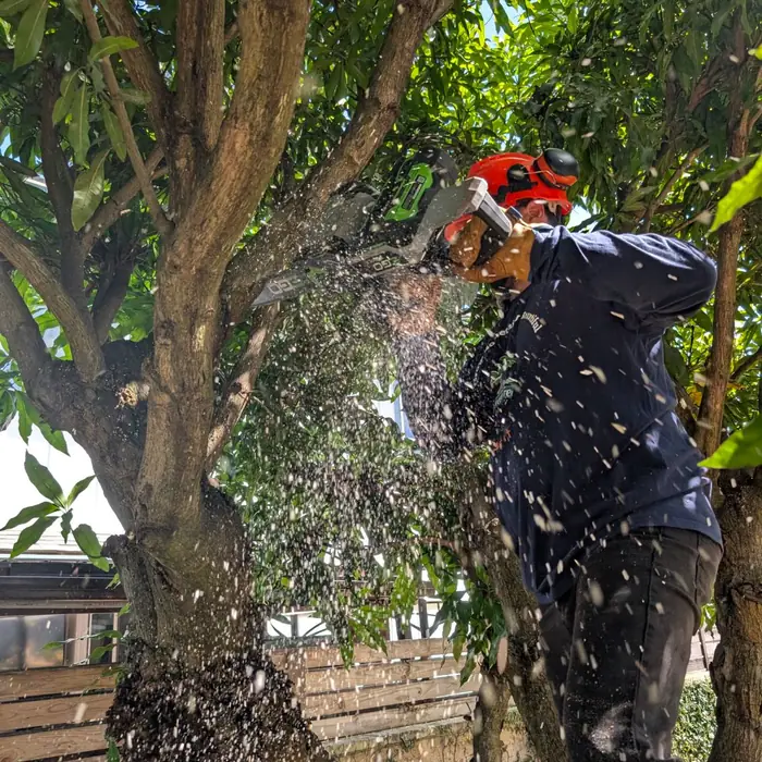 Making a thinning cut in a mango canopy